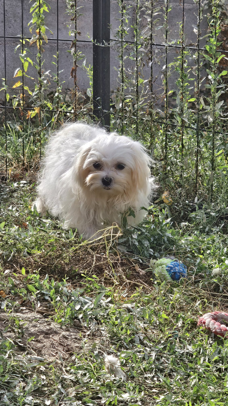 Du Royaume Des Quatre Pattes - Chiots disponibles - Bichon maltais