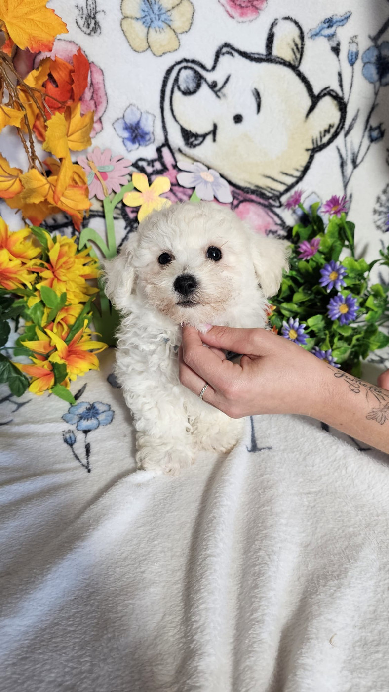 Du Royaume Des Quatre Pattes - Chiots disponibles - Bichon Frise