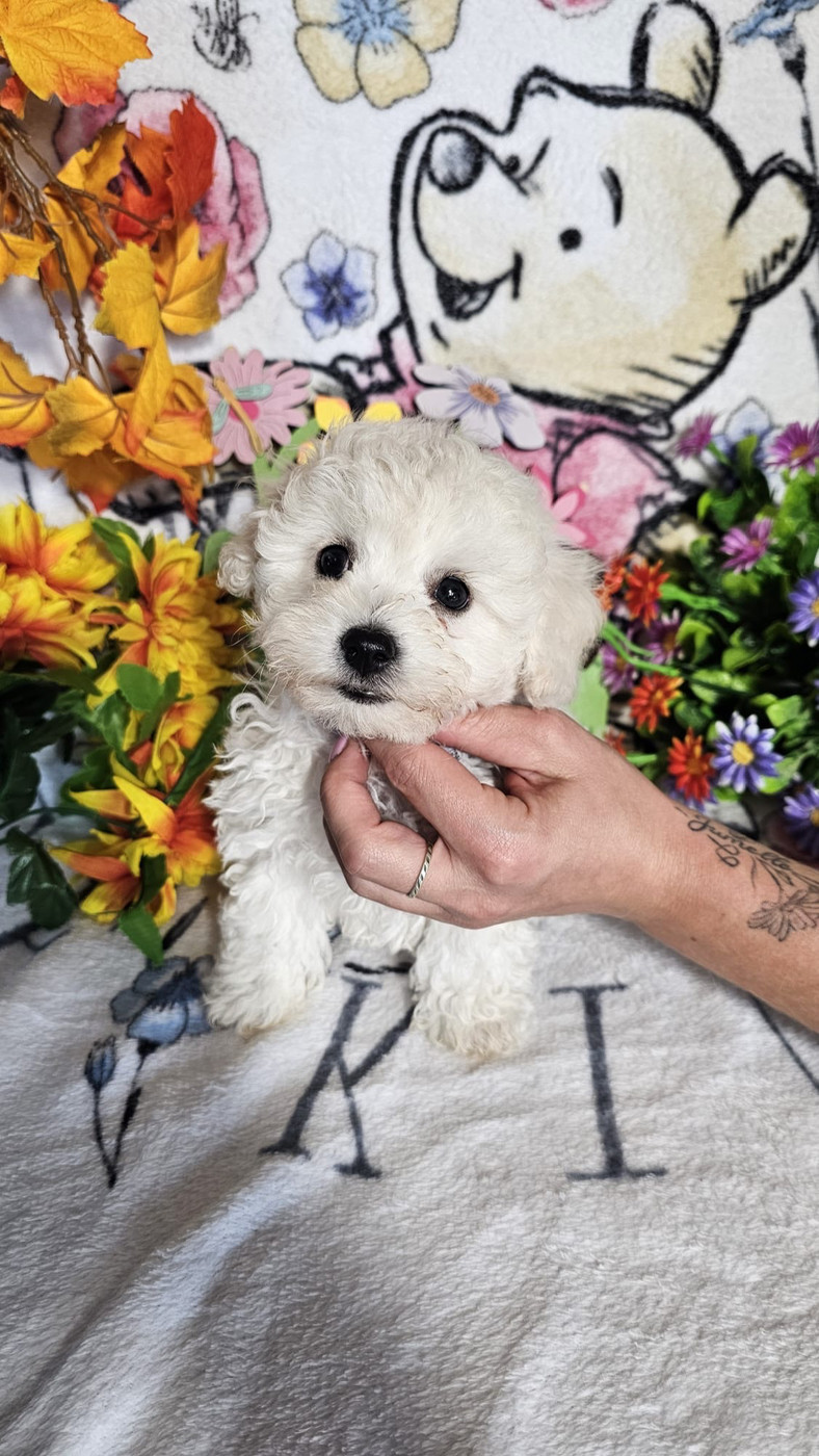 Du Royaume Des Quatre Pattes - Chiots disponibles - Bichon Frise