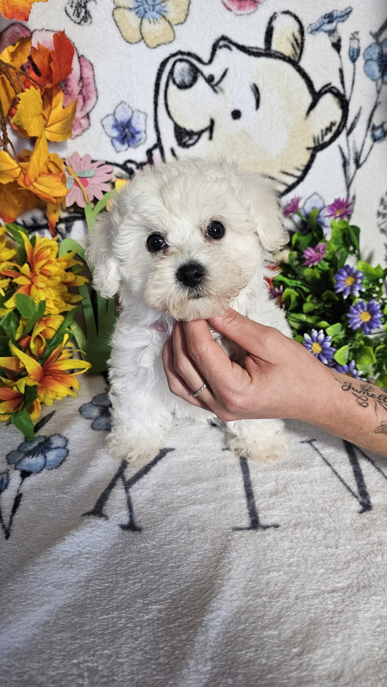 Du Royaume Des Quatre Pattes - Chiots disponibles - Bichon Frise