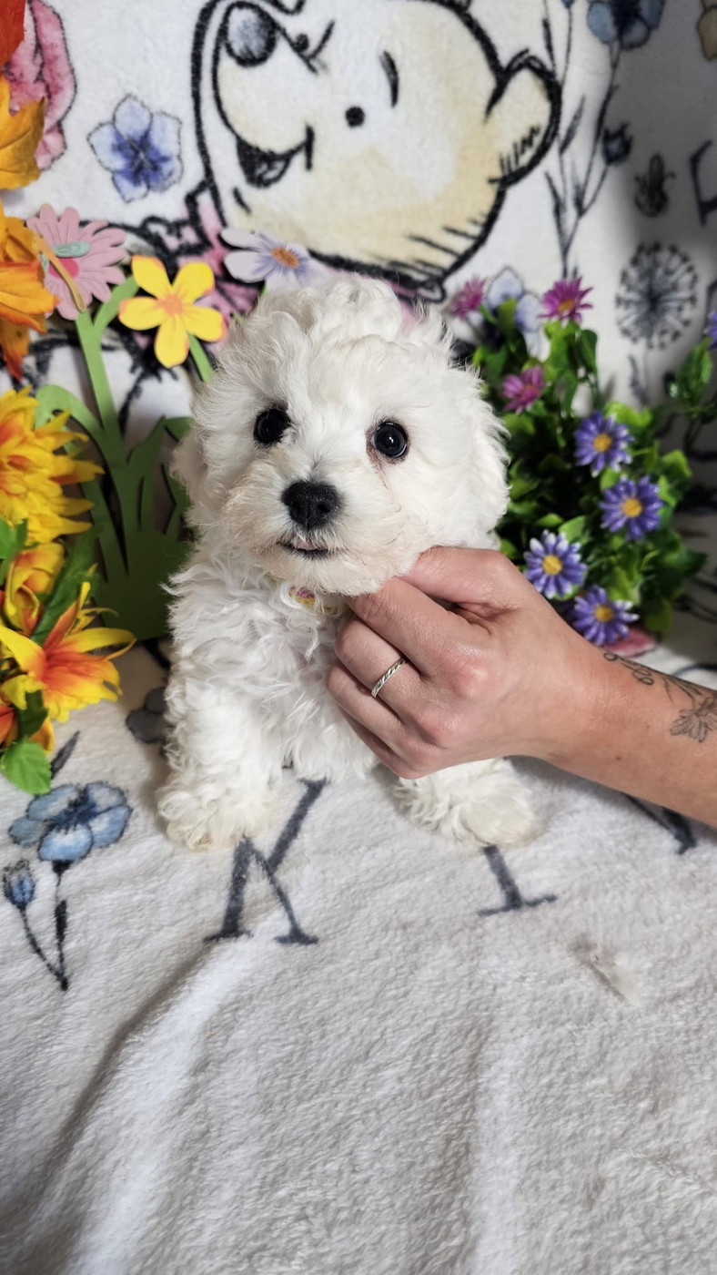 Du Royaume Des Quatre Pattes - Chiots disponibles - Bichon Frise