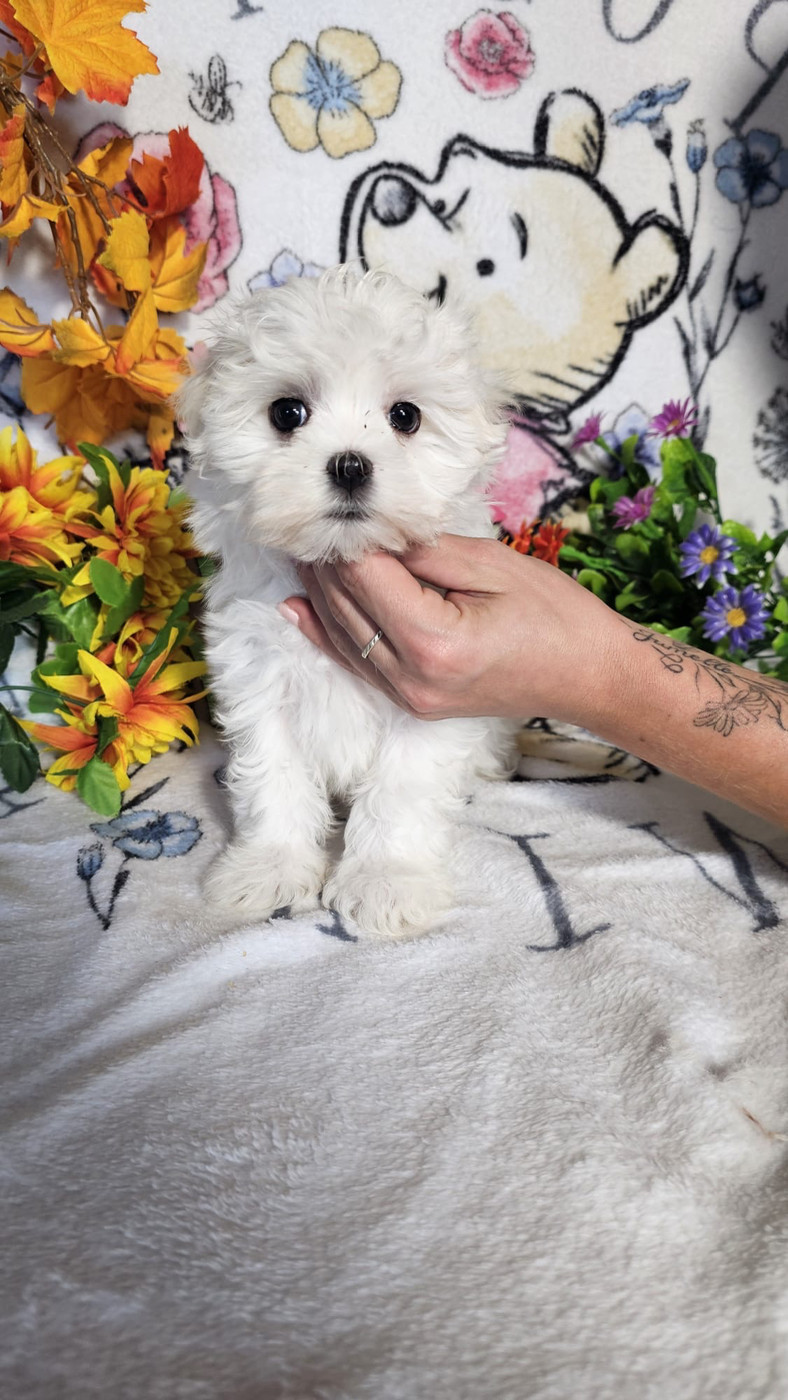 Du Royaume Des Quatre Pattes - Chiots disponibles - Bichon maltais