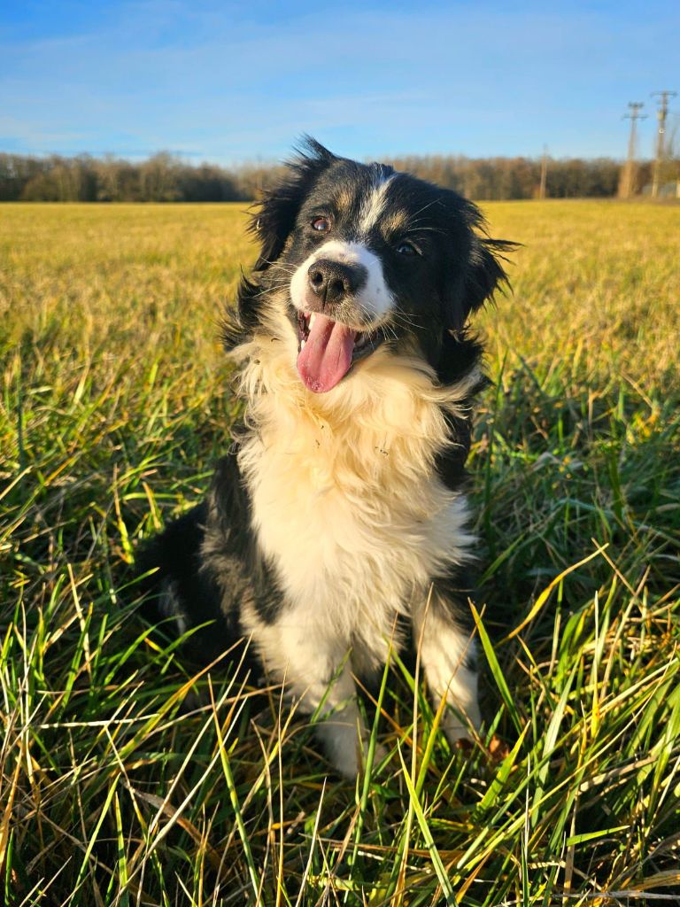 Du Royaume Des Quatre Pattes - Chiots disponibles - Berger Américain Miniature 