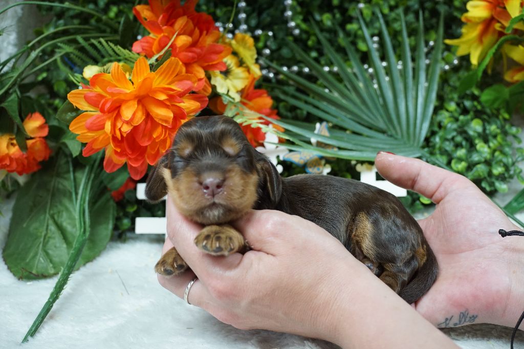 Du Royaume Des Quatre Pattes - Chiots disponibles - Cocker Spaniel Anglais