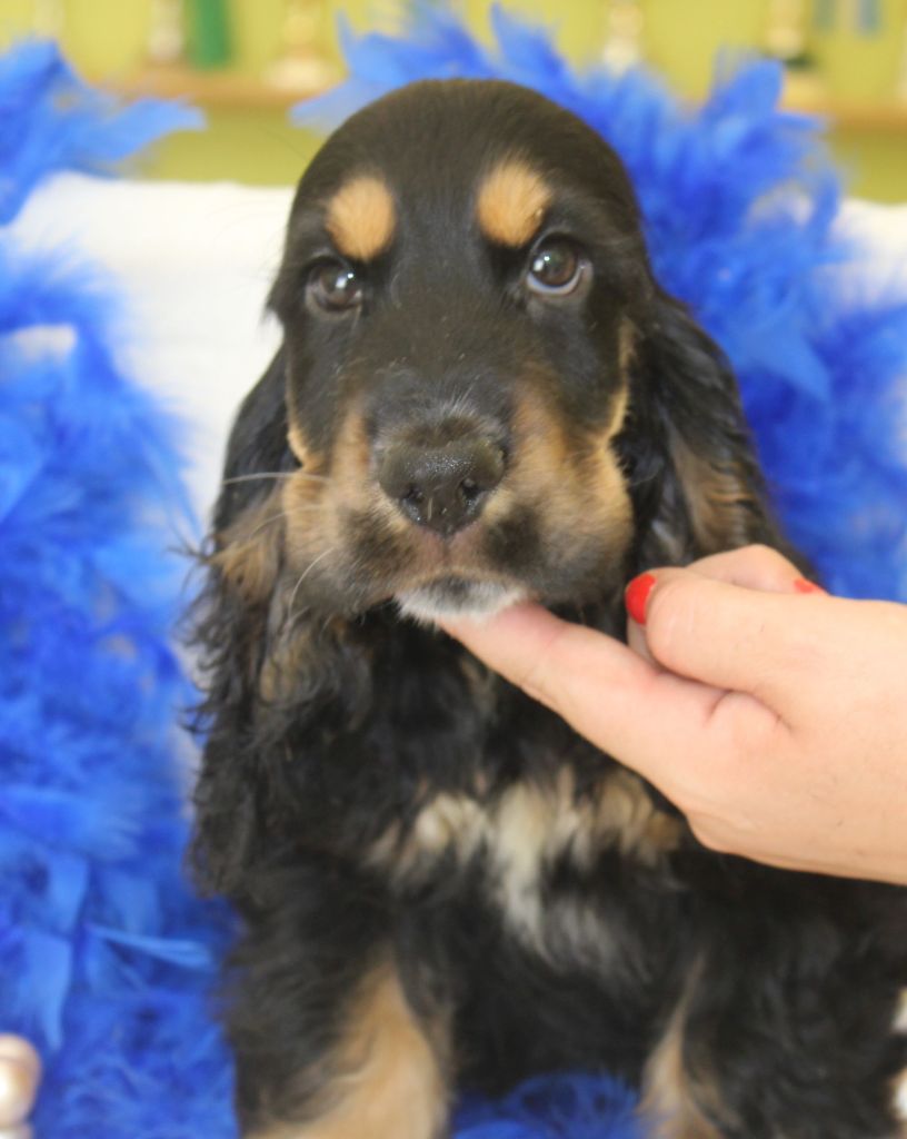 Chiot Cocker Spaniel Anglais Du Royaume Des Quatre Pattes