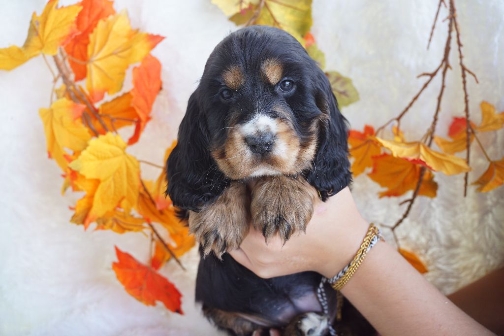 Du Royaume Des Quatre Pattes - Chiots disponibles - Cocker Spaniel Anglais