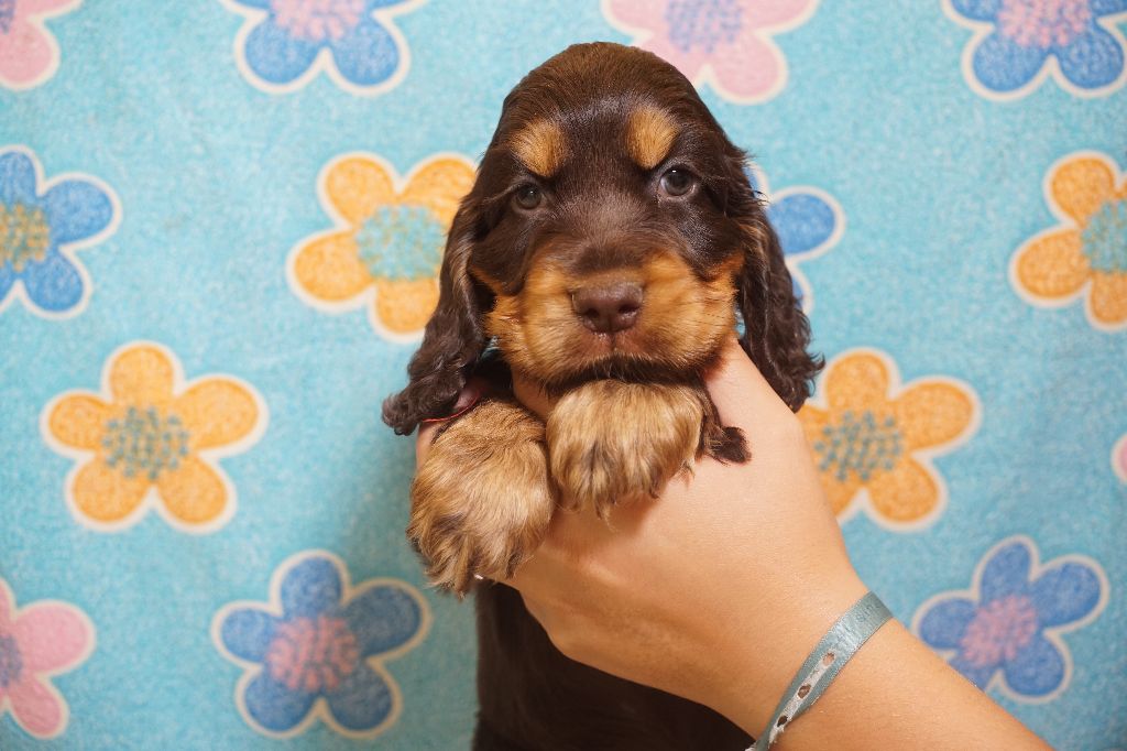 Du Royaume Des Quatre Pattes - Chiots disponibles - Cocker Spaniel Anglais