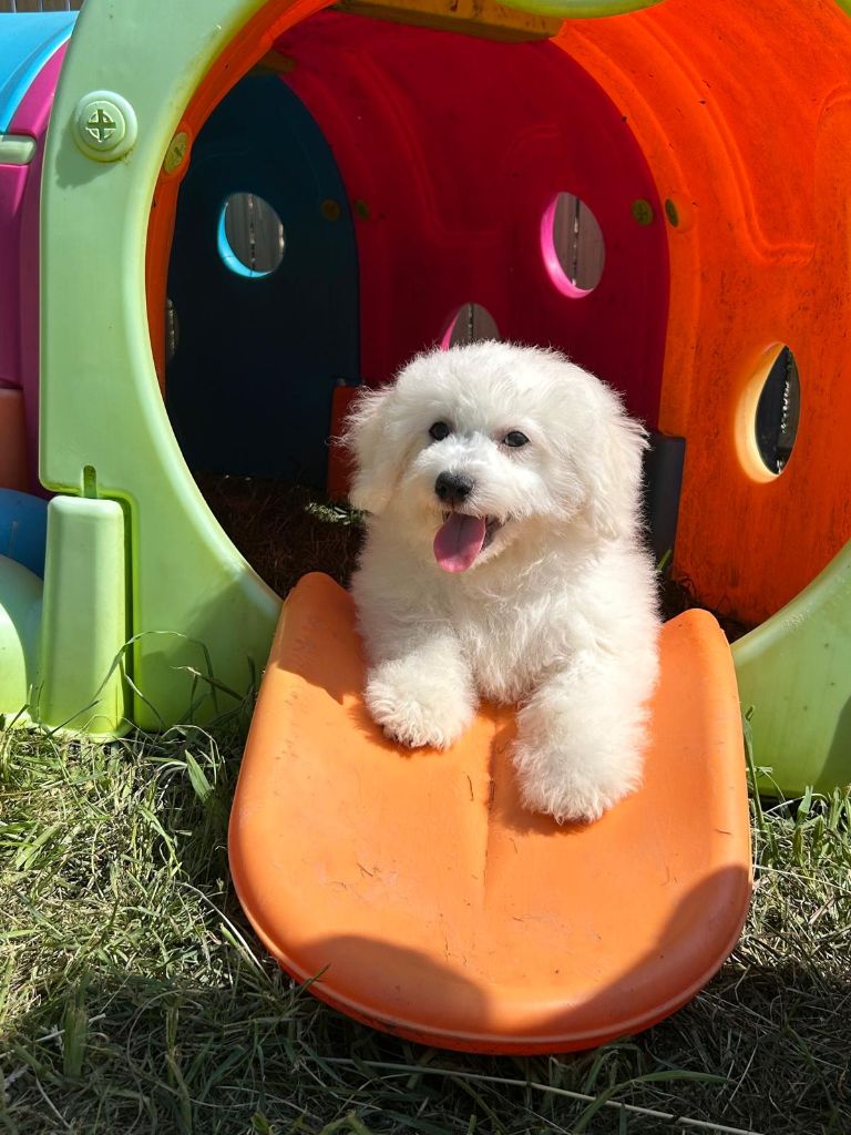 Du Royaume Des Quatre Pattes - Chiots disponibles - Bichon Frise