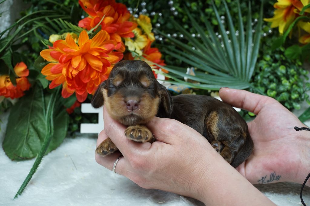 Du Royaume Des Quatre Pattes - Chiots disponibles - Cocker Spaniel Anglais