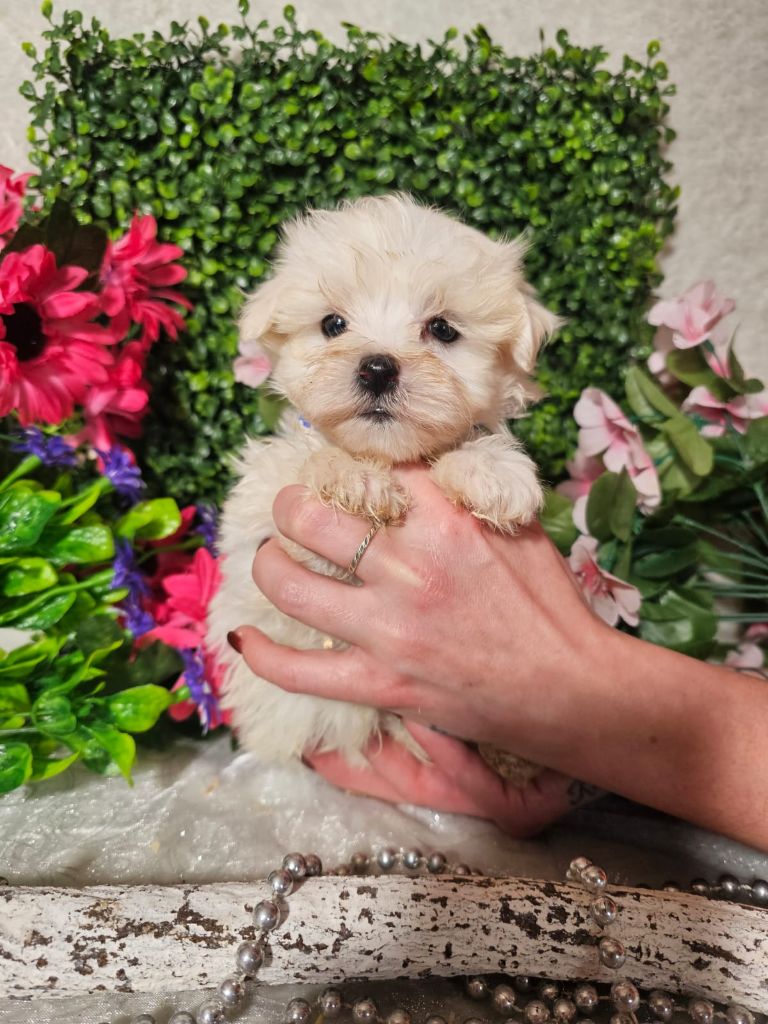 Du Royaume Des Quatre Pattes - Chiots disponibles - Bichon maltais