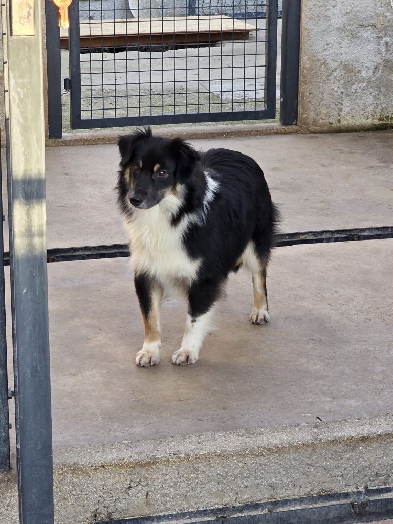 Chiot Berger Américain Miniature  Du Royaume Des Quatre Pattes