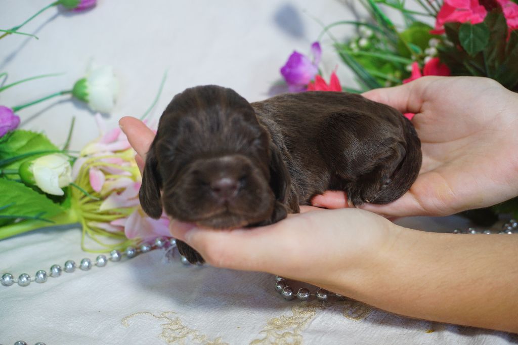 Du Royaume Des Quatre Pattes - Chiots disponibles - Cocker Spaniel Anglais