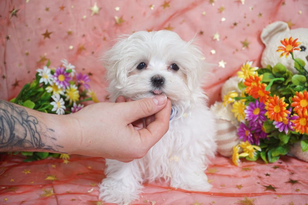 Du Royaume Des Quatre Pattes - Chiots disponibles - Bichon maltais