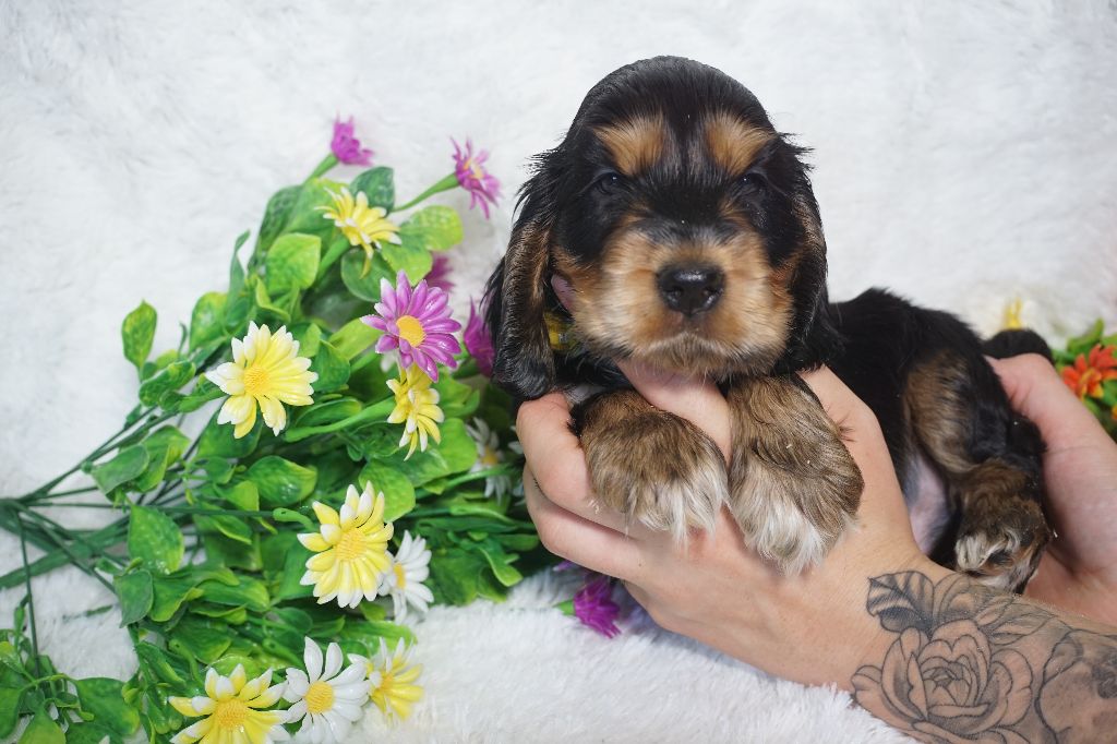 Du Royaume Des Quatre Pattes - Chiots disponibles - Cocker Spaniel Anglais