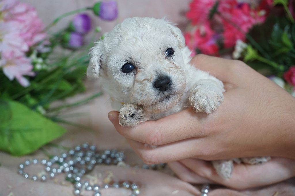 Du Royaume Des Quatre Pattes - Chiots disponibles - Bichon Frise
