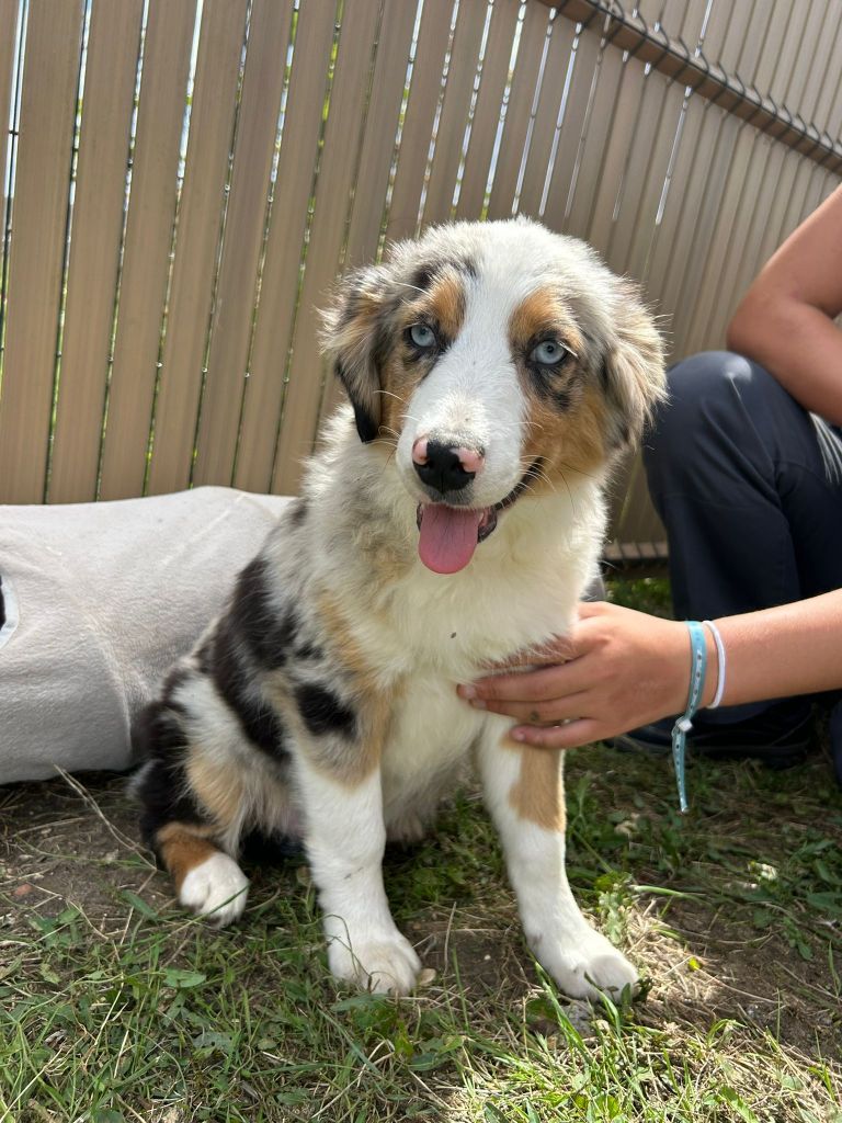 CHIOT male bleu merle collier rouge