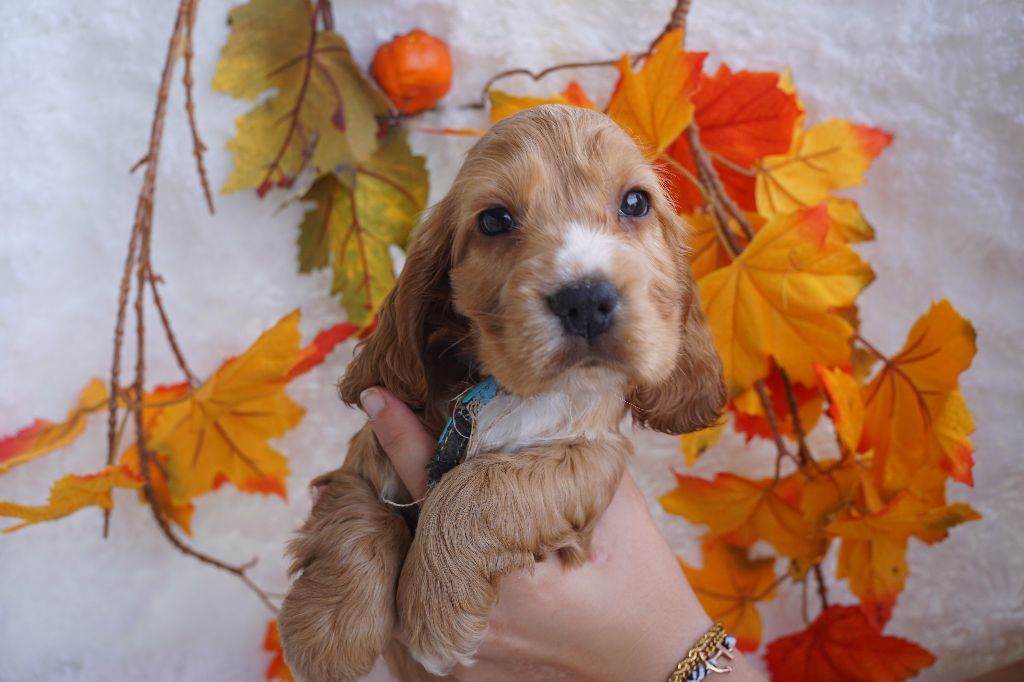 Du Royaume Des Quatre Pattes - Chiots disponibles - Cocker Spaniel Anglais