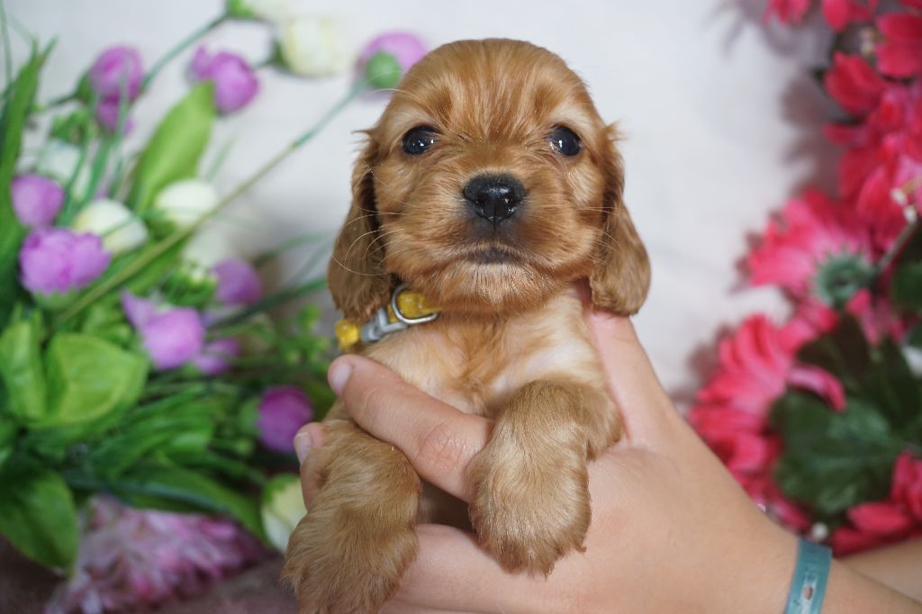Du Royaume Des Quatre Pattes - Chiots disponibles - Cocker Spaniel Anglais