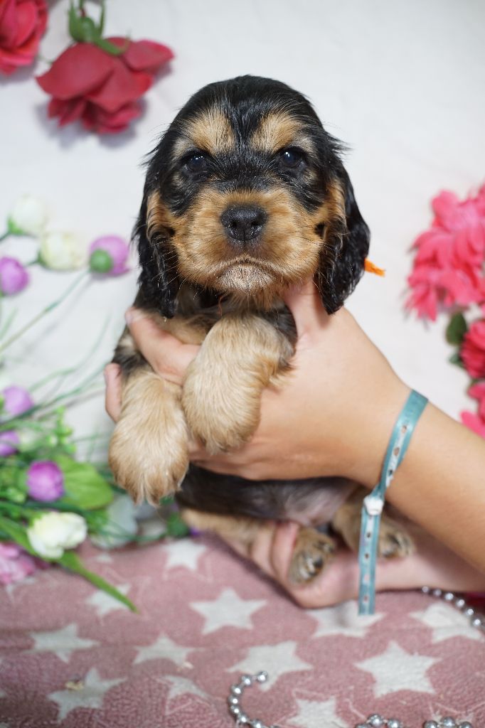Du Royaume Des Quatre Pattes - Chiots disponibles - Cocker Spaniel Anglais
