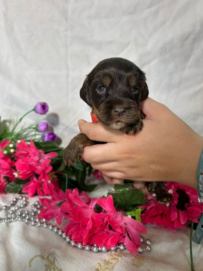 Du Royaume Des Quatre Pattes - Chiots disponibles - Cocker Spaniel Anglais