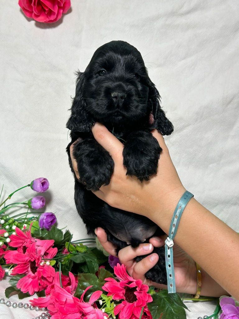 Du Royaume Des Quatre Pattes - Chiots disponibles - Cocker Spaniel Anglais