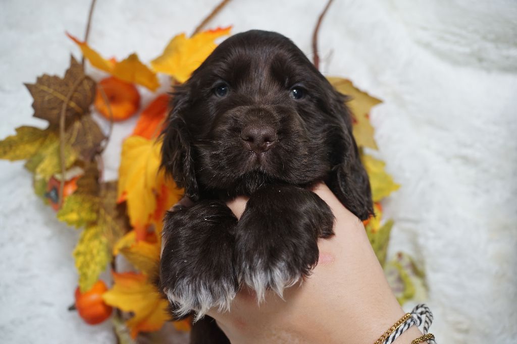 Du Royaume Des Quatre Pattes - Chiots disponibles - Cocker Spaniel Anglais