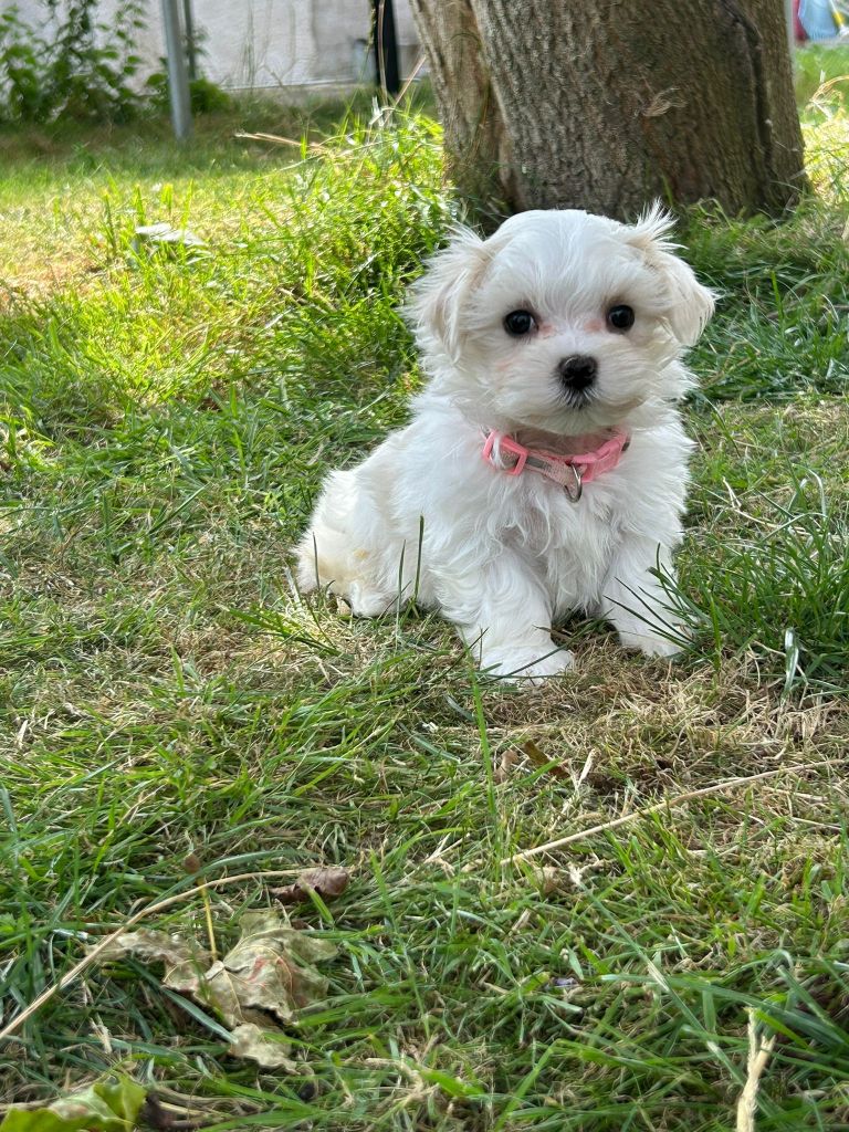 Du Royaume Des Quatre Pattes - Chiots disponibles - Bichon maltais
