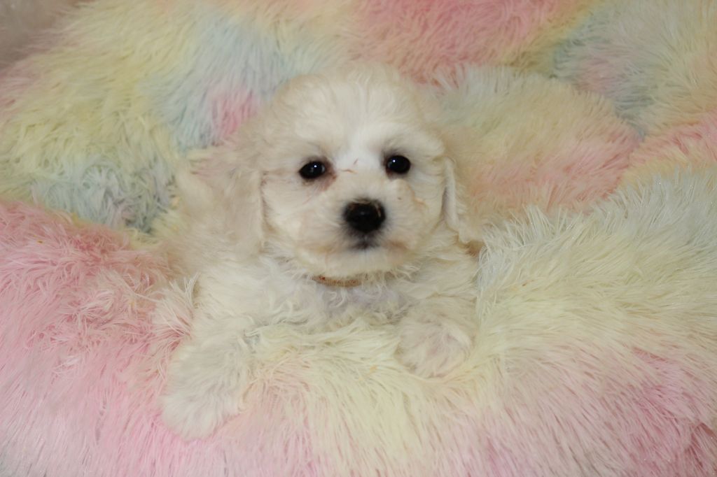 Chiot Bichon Frise Du Royaume Des Quatre Pattes
