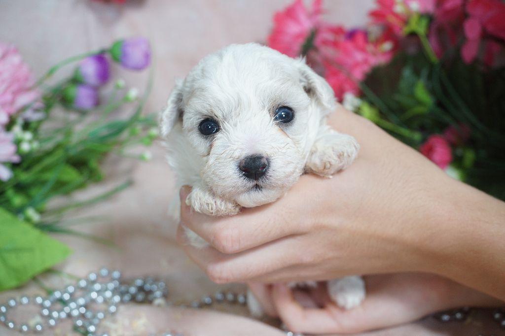 Chiot Bichon Frise Du Royaume Des Quatre Pattes