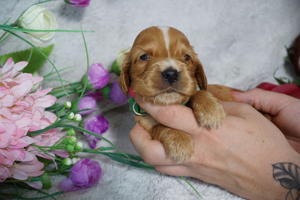 Chiot Cocker Spaniel Anglais Du Royaume Des Quatre Pattes