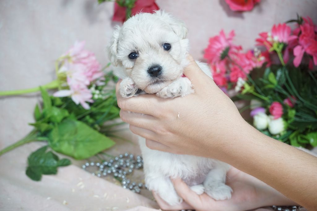 Du Royaume Des Quatre Pattes - Chiots disponibles - Bichon Frise