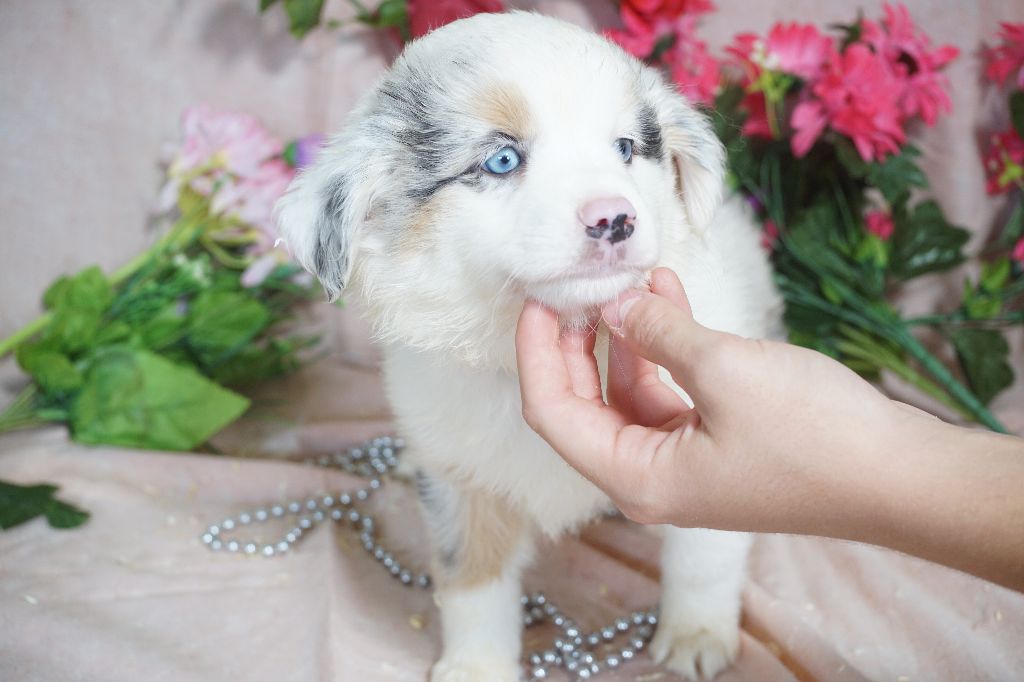 Chiot Berger Américain Miniature Du Royaume Des Quatre Pattes