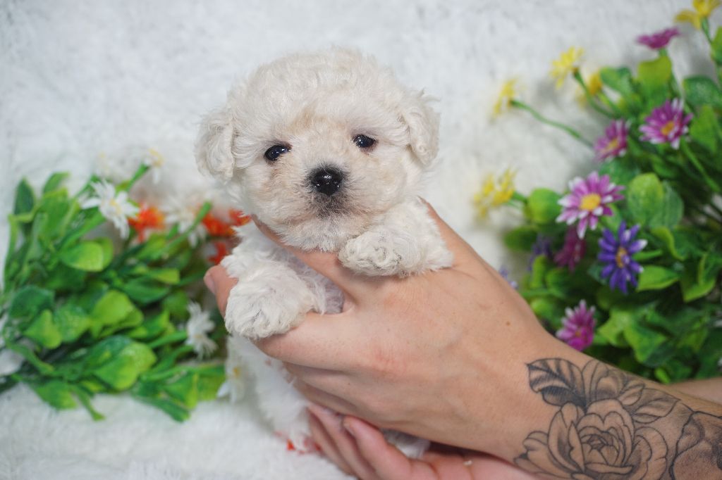 Du Royaume Des Quatre Pattes - Chiots disponibles - Bichon Frise