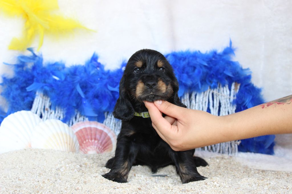 Chiot Cocker Spaniel Anglais Du Royaume Des Quatre Pattes