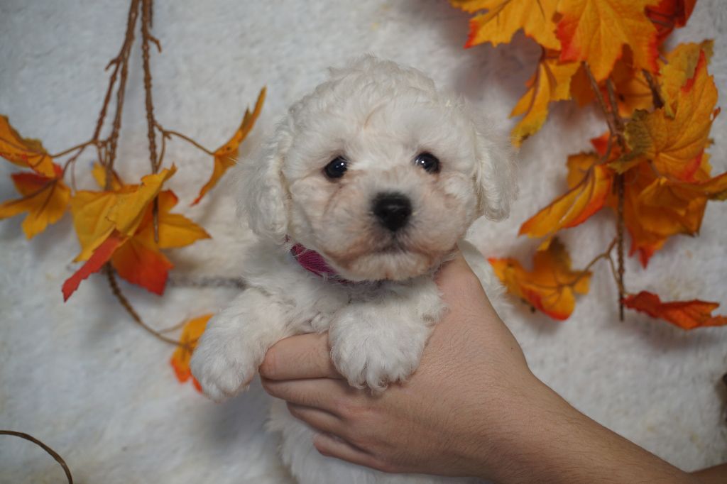 Du Royaume Des Quatre Pattes - Chiots disponibles - Bichon Frise