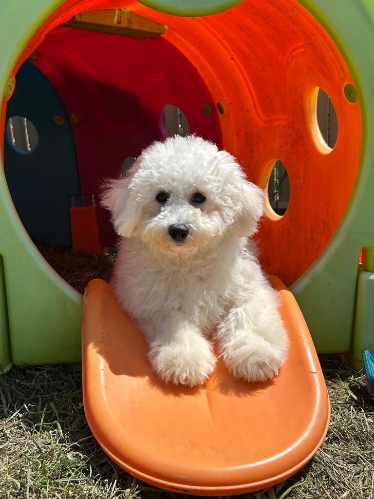 Du Royaume Des Quatre Pattes - Chiots disponibles - Bichon Frise