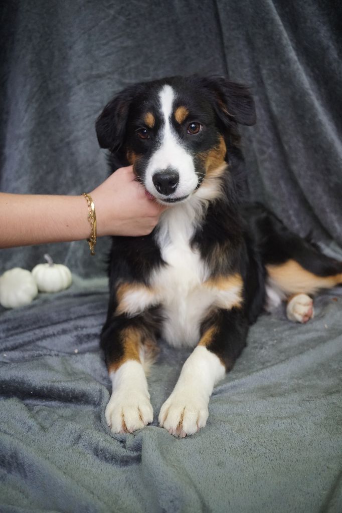 Chiot Berger Américain Miniature  Du Royaume Des Quatre Pattes
