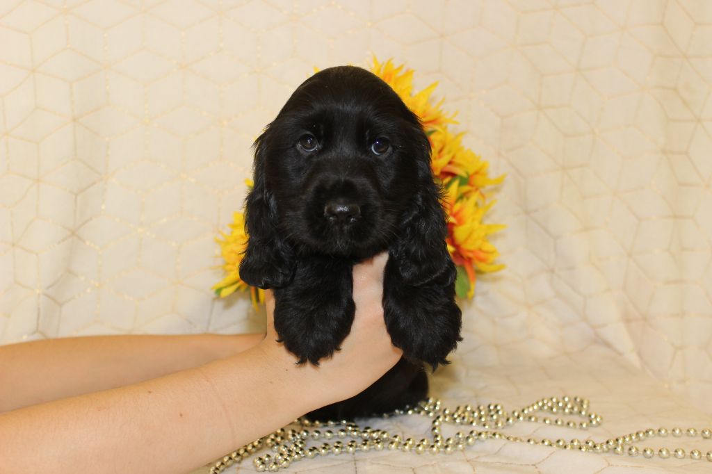 Chiot Cocker Spaniel Anglais Du Royaume Des Quatre Pattes