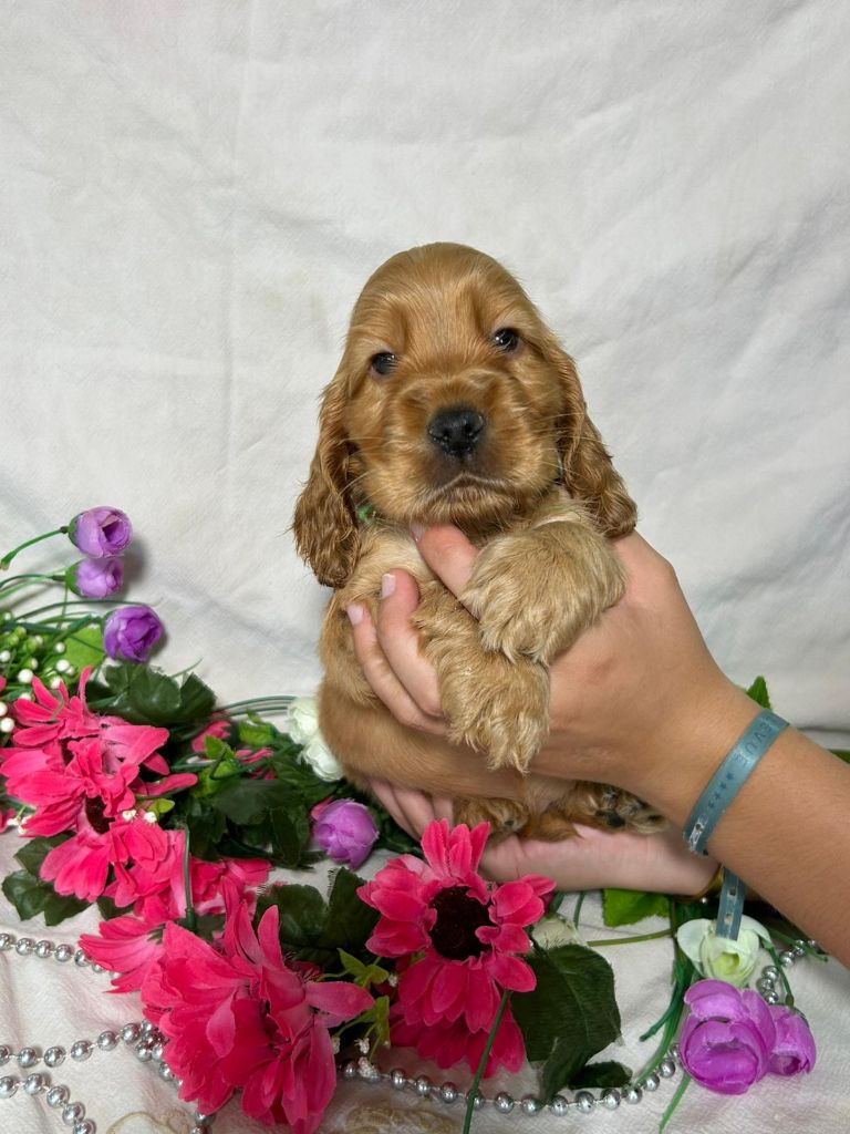 Du Royaume Des Quatre Pattes - Chiots disponibles - Cocker Spaniel Anglais