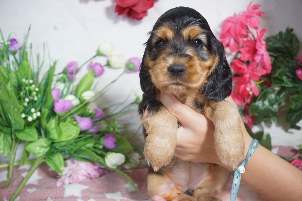Du Royaume Des Quatre Pattes - Chiots disponibles - Cocker Spaniel Anglais