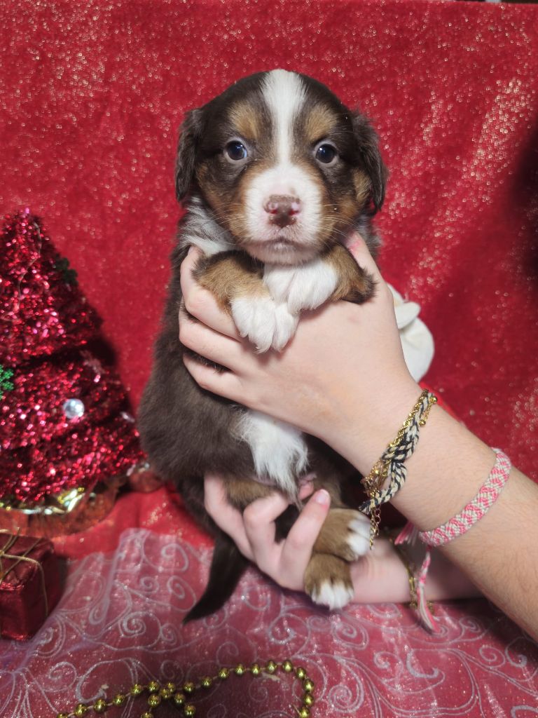 Du Royaume Des Quatre Pattes - Chiots disponibles - Berger Américain Miniature 