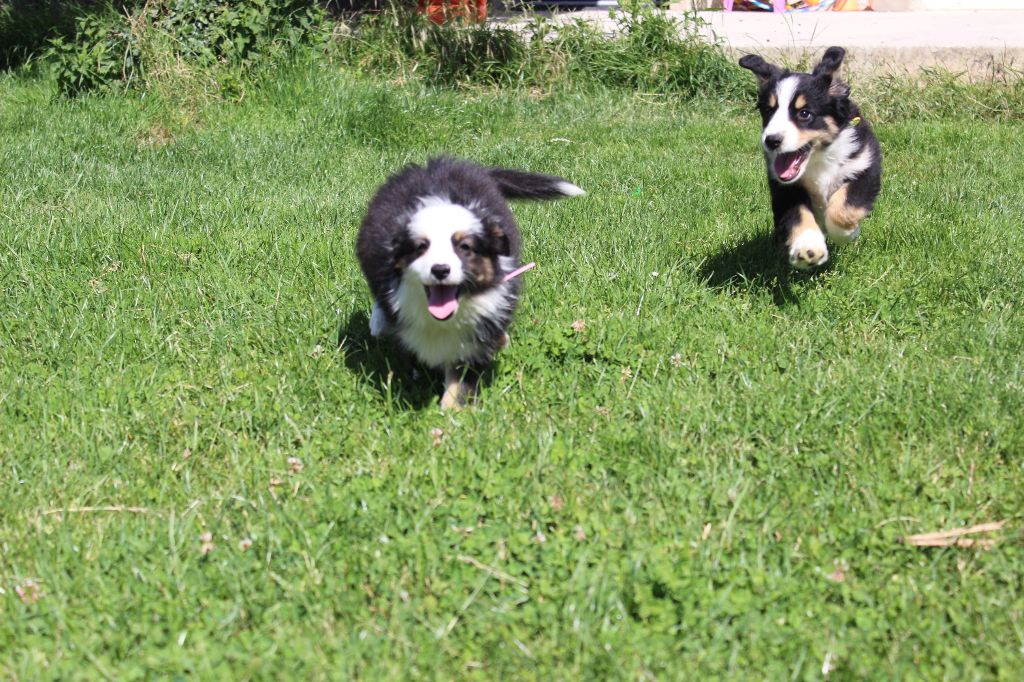 Chiot Berger Américain Miniature  Du Royaume Des Quatre Pattes