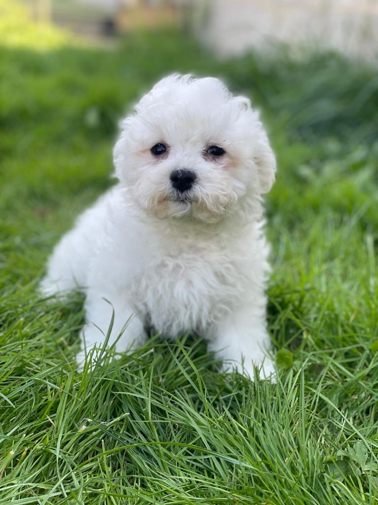 Du Royaume Des Quatre Pattes - Chiots disponibles - Bichon Frise
