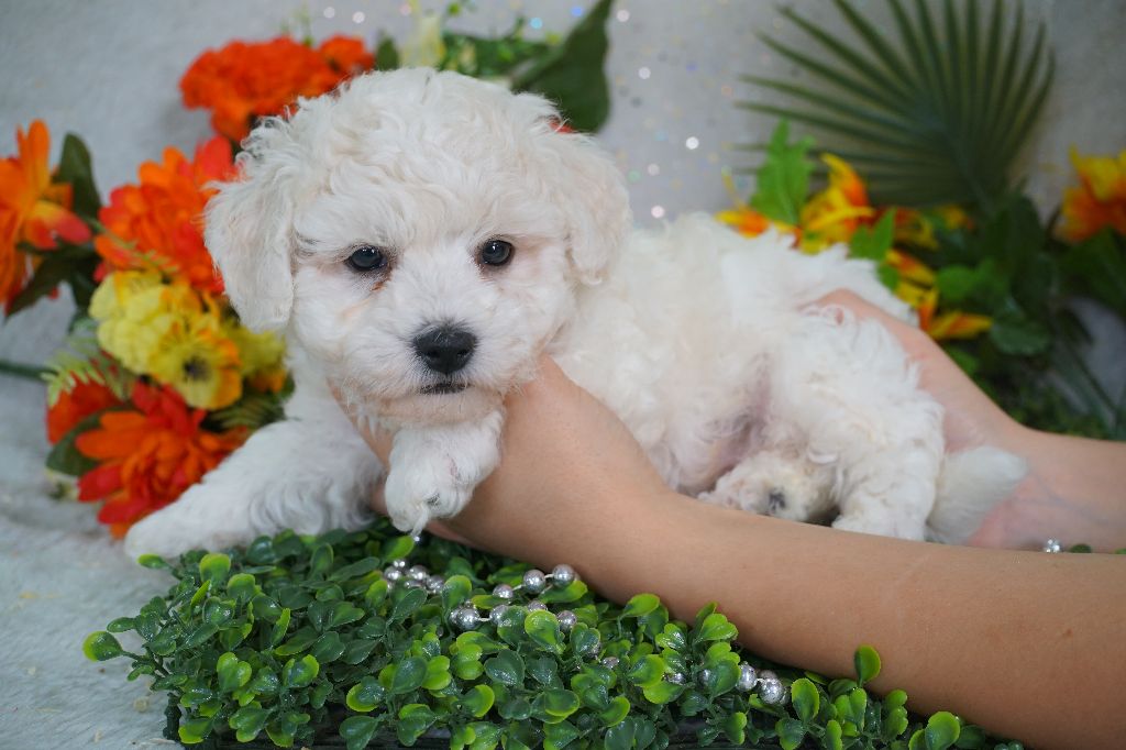 Du Royaume Des Quatre Pattes - Chiots disponibles - Bichon Frise