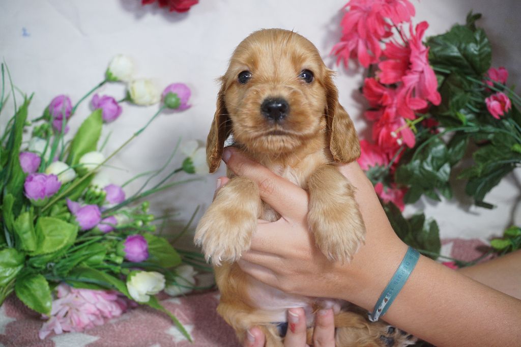 Du Royaume Des Quatre Pattes - Chiots disponibles - Cocker Spaniel Anglais