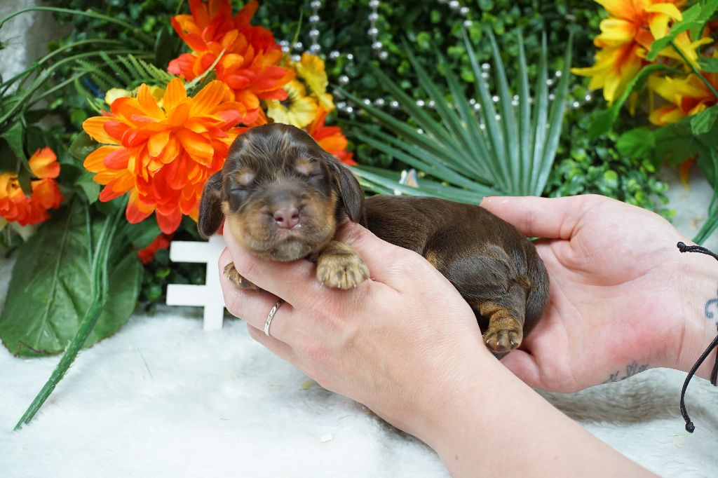 Du Royaume Des Quatre Pattes - Chiots disponibles - Cocker Spaniel Anglais