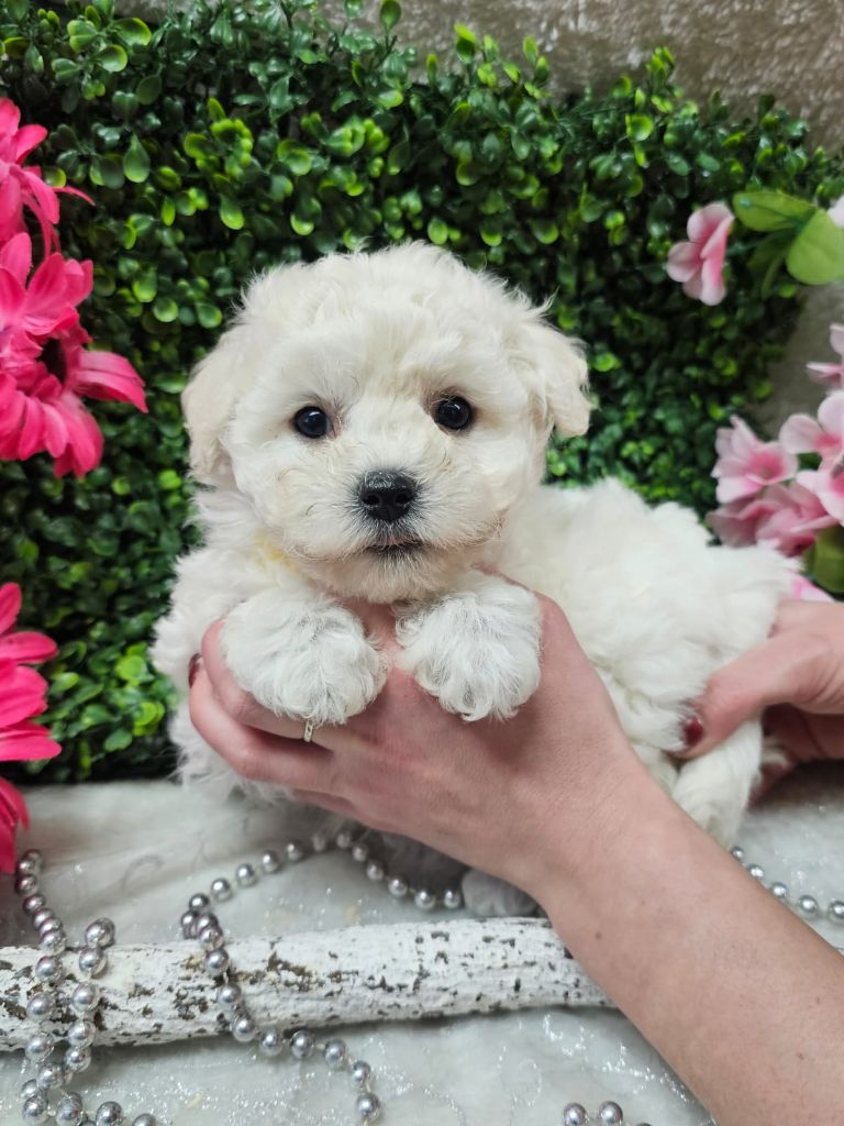 Du Royaume Des Quatre Pattes - Bichon Frise - Portée née le 20/11/2025