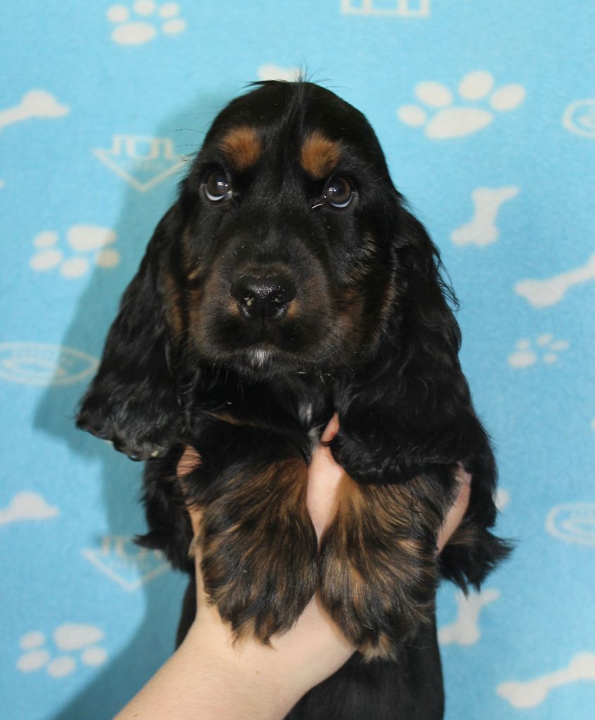 Chiot Cocker Spaniel Anglais Du Royaume Des Quatre Pattes