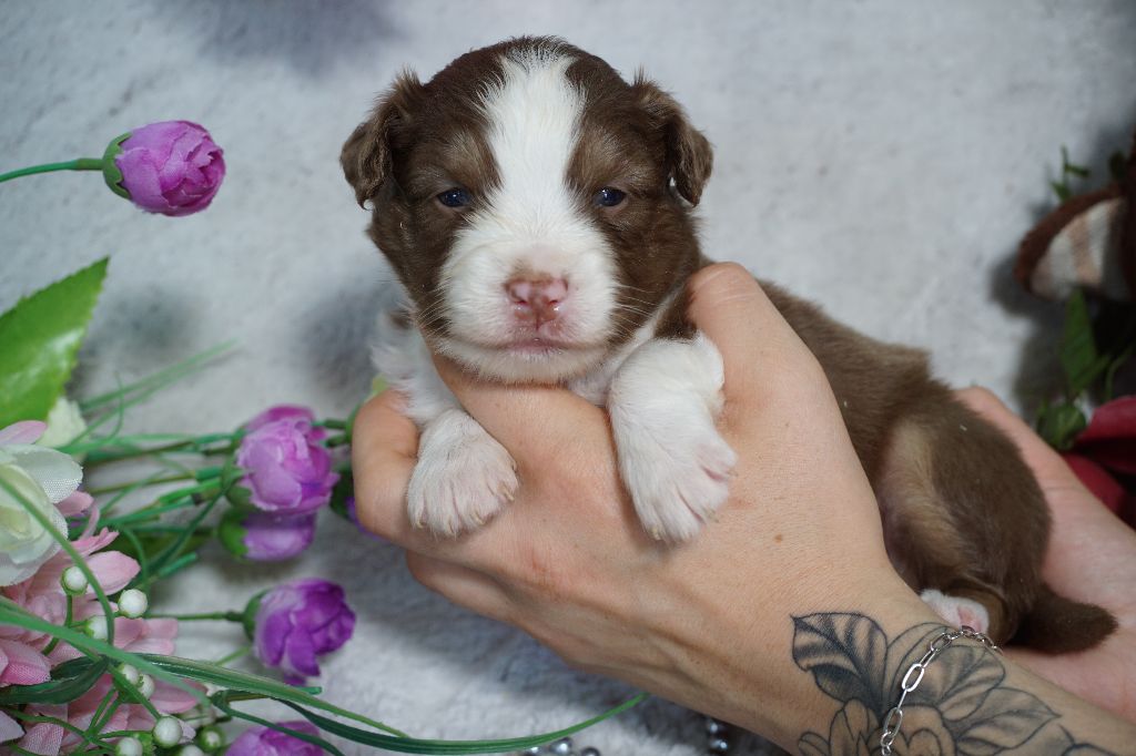 Chiot Berger Américain Miniature Du Royaume Des Quatre Pattes