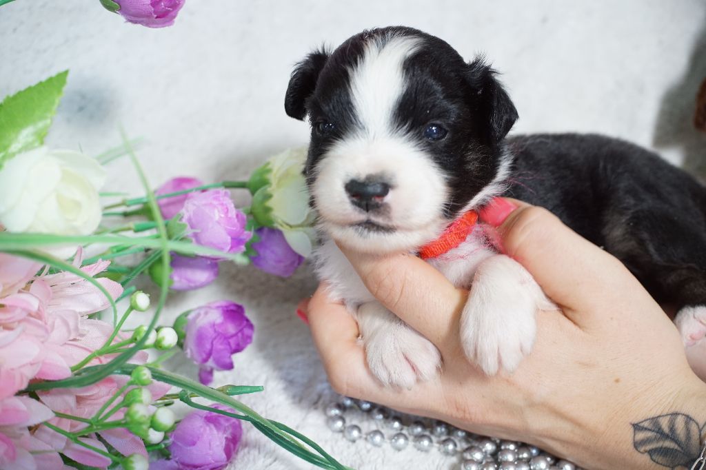 Du Royaume Des Quatre Pattes - Chiots disponibles - Berger Américain Miniature 